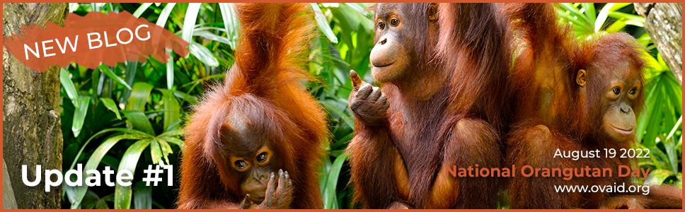 OVAID - Orangutan Veterinary Aid Update #1