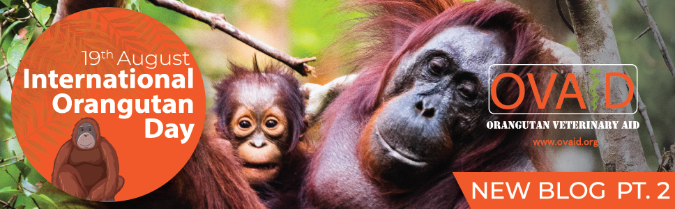 OVAID - Orangutan Veterinary Aid 2023 Pt. 2