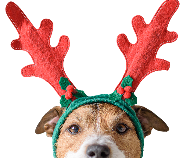 https://www.jakmarketing.co.uk/content/files/page%20images/boost%20sales/xmas-dog.png