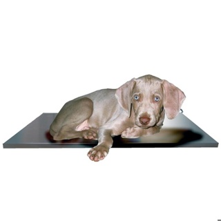 Rigid Heat Pad Dog Size 1 (14 Watts) 25 x 38cm