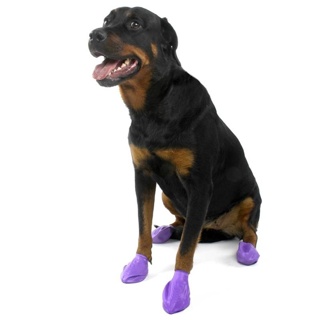 Pawz Dog Purple Large (12)